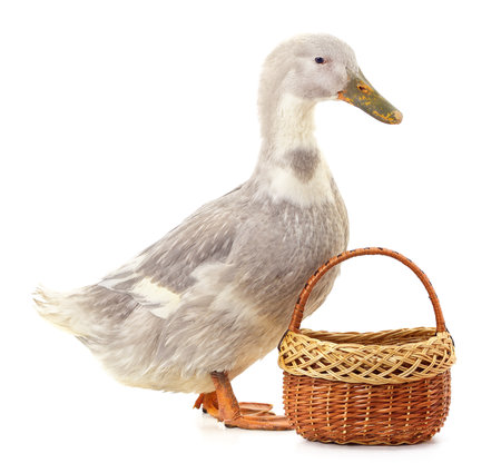 Duck and basket isolated on white background.の写真素材