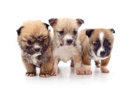 Three little puppies isolated on a white background.の写真素材