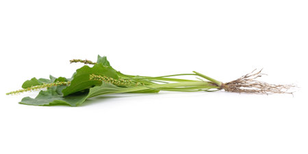Green leaf of plantain isolated on a white background.の写真素材