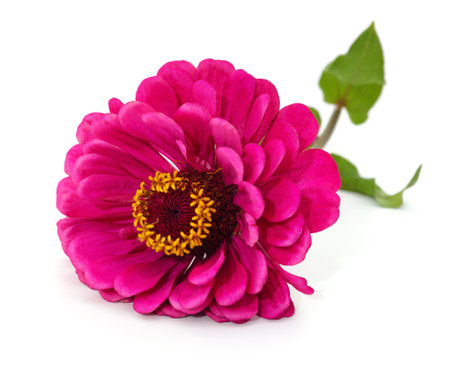 One pink zinnia isolated on a white background.の写真素材
