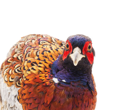One big pheasant isolated on a white background.の写真素材