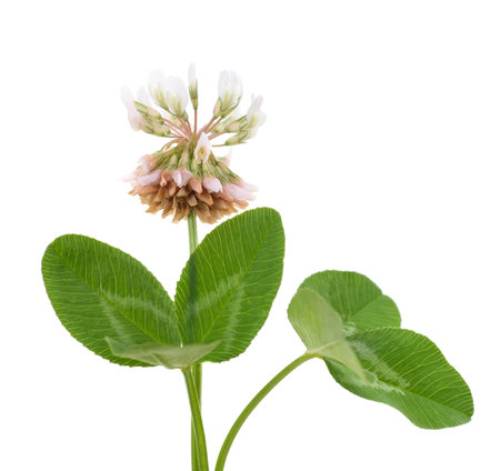 Clover blossom with leaves isolated on white background.の写真素材