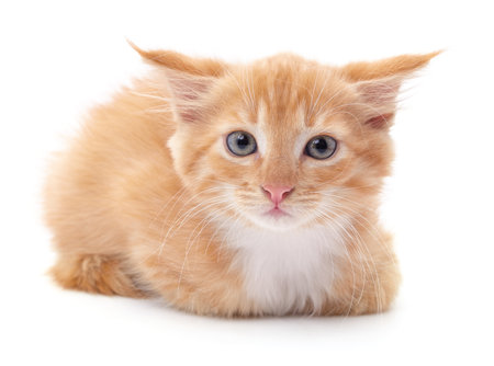 Beautiful red kitten isolated on a white background.の写真素材