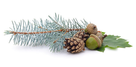 Acorns and cones on a green leaf isolated on a white background.の写真素材