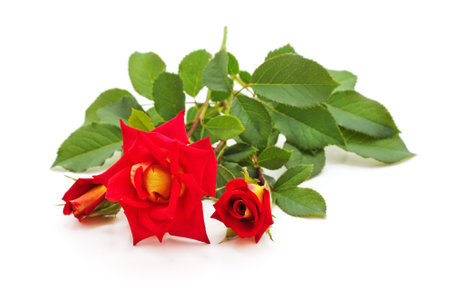 Bouquet of roses isolated on a white background.の写真素材
