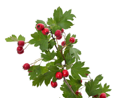 Rosehip branch with red berries isolated on a white background.の写真素材