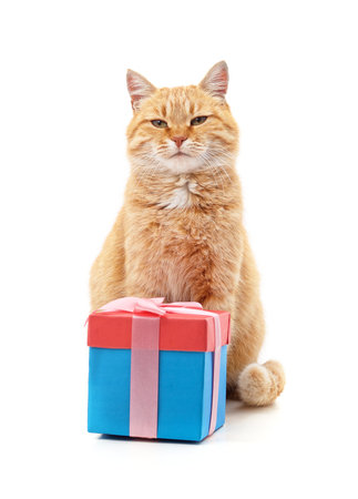Cat and gift isolated on a white background.の写真素材