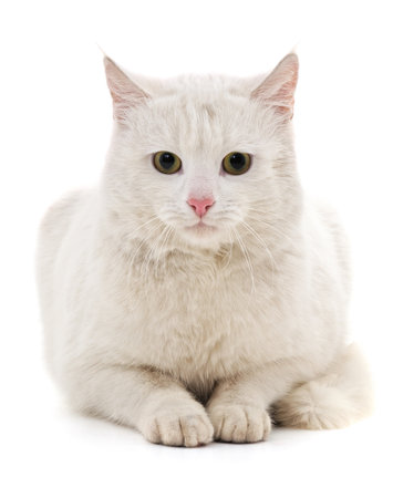 One white kitten isolated on a white background.の写真素材