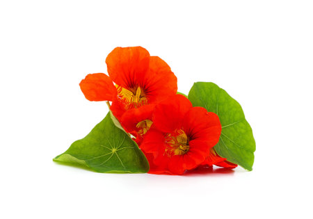 Red nasturtium with leaves isolated on a white background.の写真素材