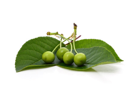 Green cherry on green leaves isolated on a white background.の写真素材
