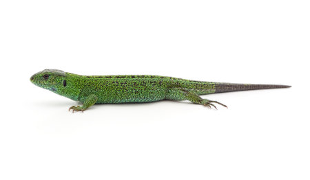 One green lizard isolated on a white background.の写真素材