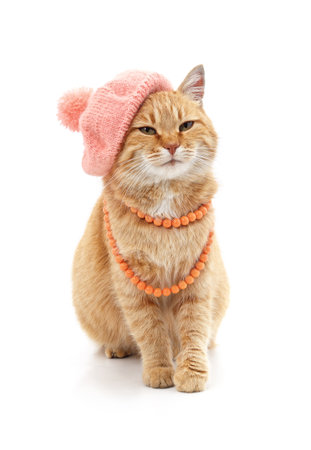 Cat in a hat and necklace isolated on a white background.の写真素材