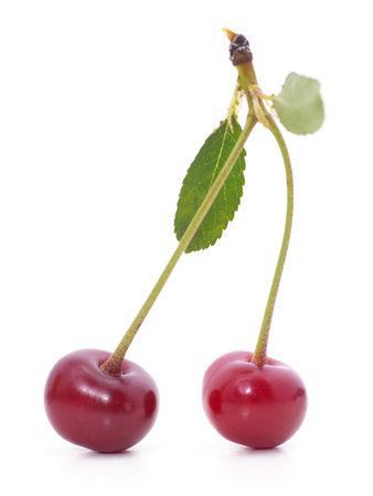 Two cherry and green leaves isolated on a white background.の写真素材