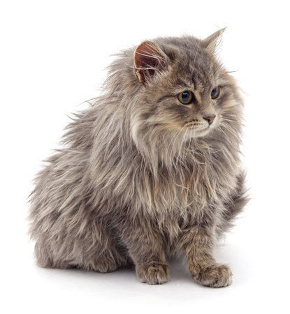 Beautiful gray cat isolated on a white background.の写真素材