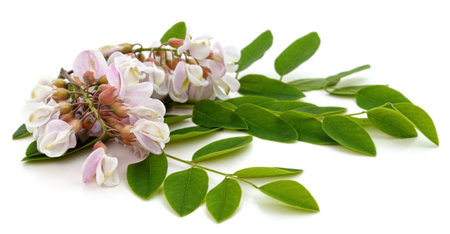 Purple flower of acacia isolated on a white background.の写真素材
