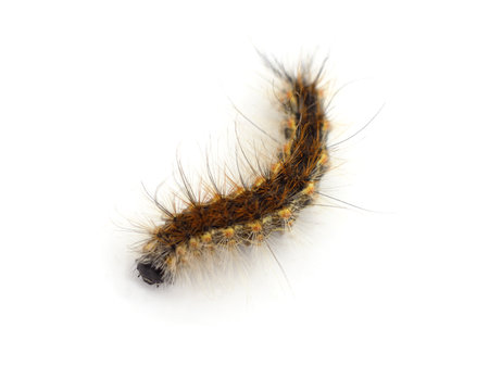 One hairy brown caterpillar isolated on a white background.の写真素材
