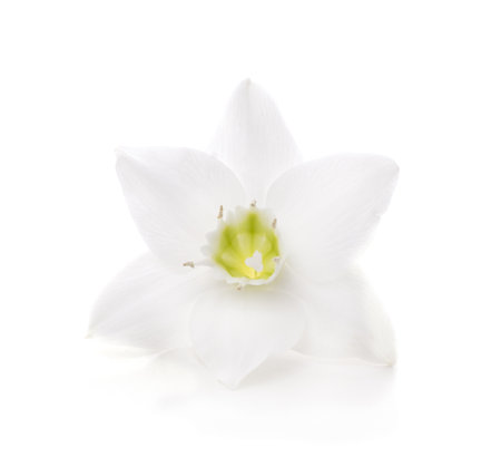 White aspidistra flower isolated on a white background.の写真素材