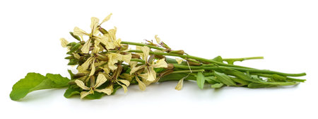 Arugula flowers and leaves isolated on a white background.の写真素材
