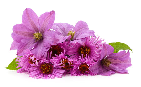 Purple clematis and chrysanthemums with leaves isolated on a white background.の写真素材