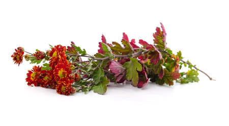 Red chrysanthemum with leaves isolated on a white background.の写真素材