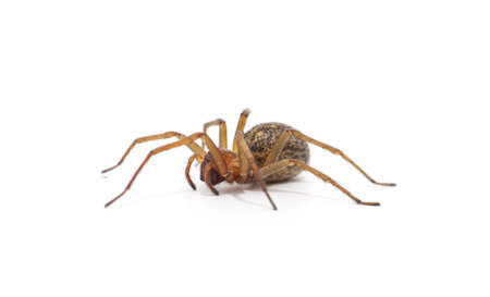 One big spider isolated on a white background.の写真素材
