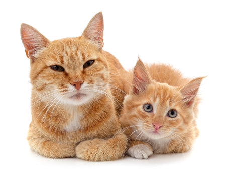 Red cat and kitten isolated on a white background.の写真素材