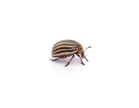 One Colorado potato beetle isolated on a white background.の写真素材