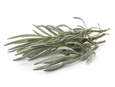 Branch of green rosemary isolated on a white background.の写真素材