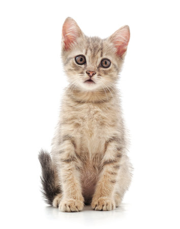 One little kitten isolated on a white background.の写真素材