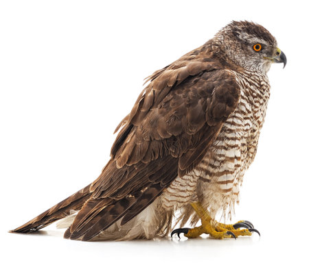 One brown falcon isolated on a white background.の写真素材