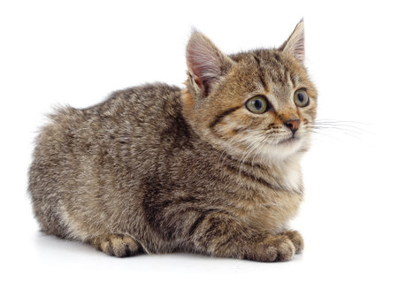 One little kitten isolated on a white background.の写真素材