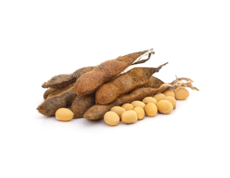 Dry soybean pods isolated on a white background.の写真素材