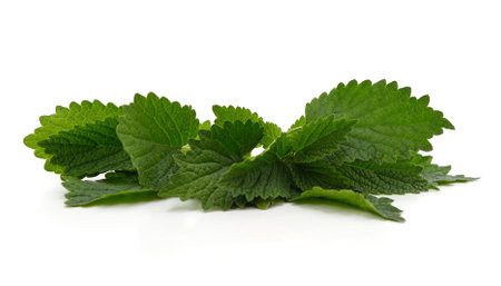 Green nettle bush isolated on a white background.の写真素材