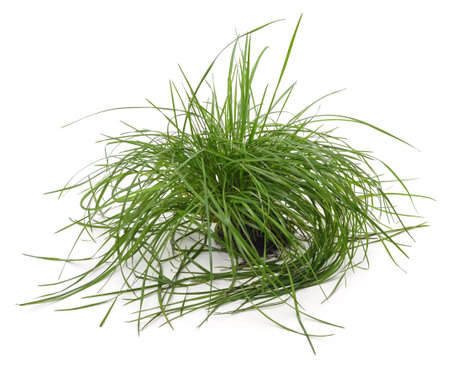 Soil with grass isolated on white background.の写真素材
