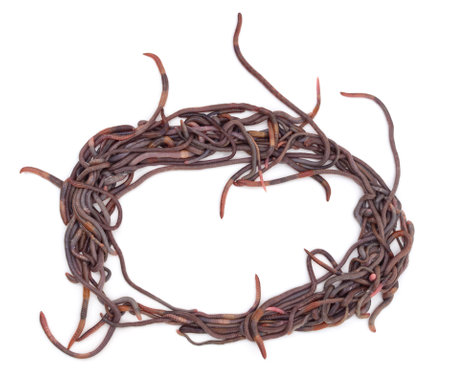 Pile of earthworms isolated on a white background.の写真素材