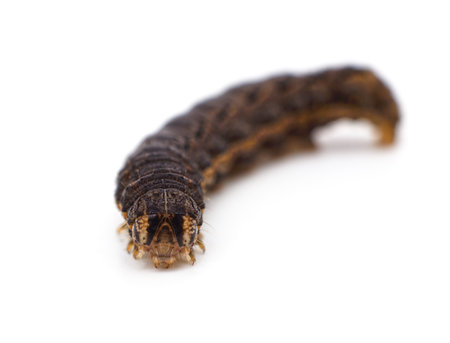 One brown caterpillar isolated on a white background.の写真素材