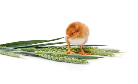 A small chicken and a bunch of green ears of wheat isolated on a white background.の写真素材