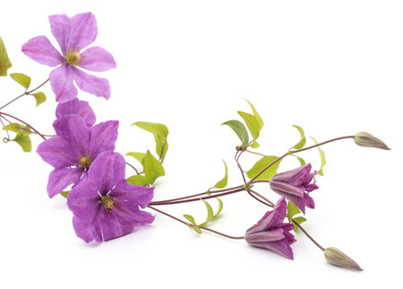 Purple clematis and leaves isolated on a white background.の写真素材