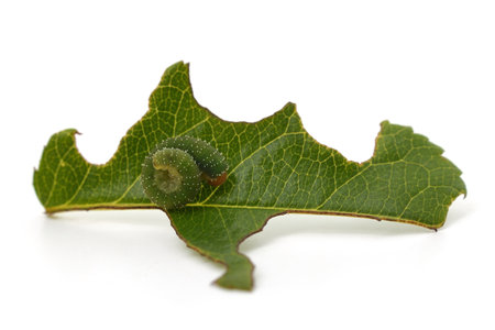 Green caterpillar eating leaves isolated on white background.の写真素材
