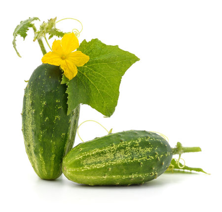 One cucumber with flower and leaf isolated on a white background.の写真素材