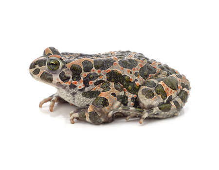 One big spotted frog isolated on a white background.の写真素材