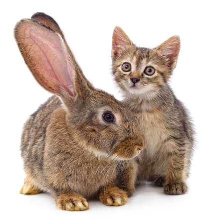 Brown rabbit and brown striped kitten isolated on a white background.の写真素材