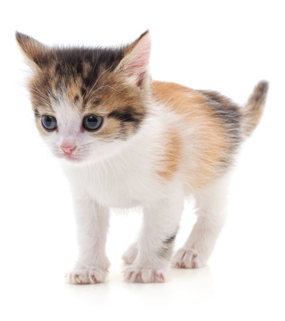 One little kitten isolated on a white background.の写真素材