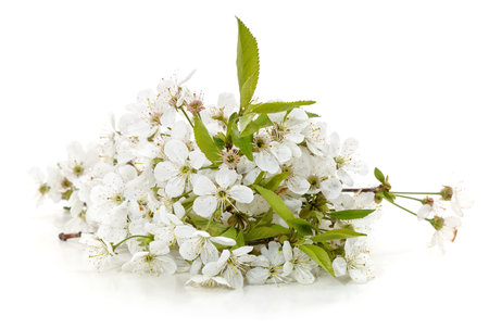 Branch with cherry blossoms and leaves isolated on a white background.の写真素材