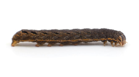 One brown caterpillar isolated on a white background.の写真素材