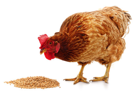 Chicken and a pile of grain isolated on a white background.の写真素材