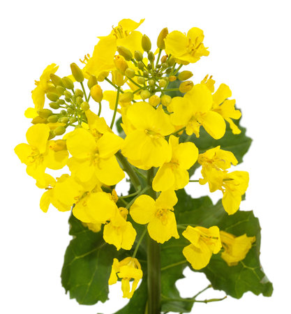 Bunch of yellow rapeseed isolated on a white background.の写真素材
