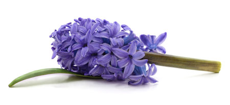 One purple hyacinth isolated on a white background.の写真素材
