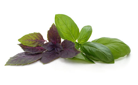 Branch with basil leaves isolated on white background.の写真素材