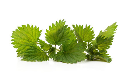 Leaves green nettle isolated on a white background.の写真素材